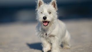 Cute and Loyal: Get to Know the Soft Coated Wheaten Terrier