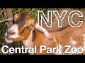 New yorkcentral park zoosummer 2020 nyc walking tour manhattan central park travel guide 4k