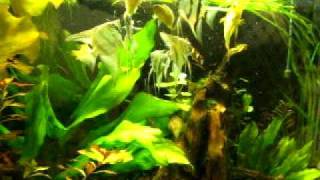 Pterophyllum Scalare Blauer Zwerg Blue Dwarf Breeding