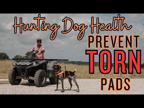 Hunting Dog Health: