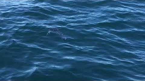 Mako Encounter off Rhode Island