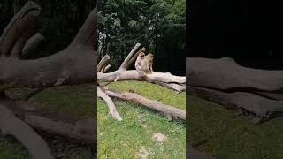 Nature #spring #monkey #btn #volg #naturelovers #subscribe
