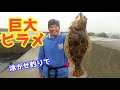 【座布団】変な仕掛けでアジ泳がせたら巨大ヒラメが!!