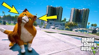 1 YAVRU KEDİ 10 VAHŞİ SOKAK KEDİSİYLE KARŞI KARŞIYA! - GTA 5