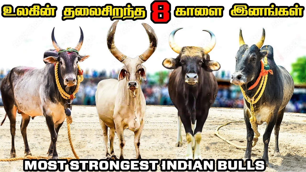 பலமிக்க ஜல்லிக்கட்டு காளை இனங்கள் மற்றும் நாட்டு மாடுகள் | Strongest Native Bull Breeds