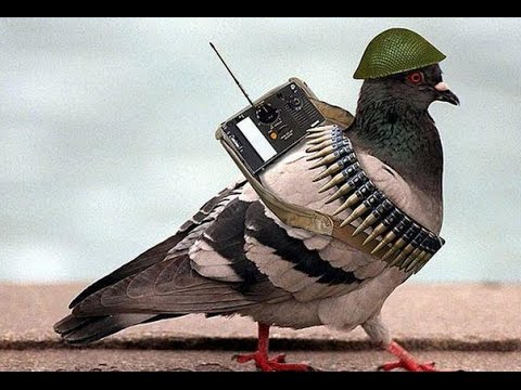 Image result for spy pigeon from pakistan