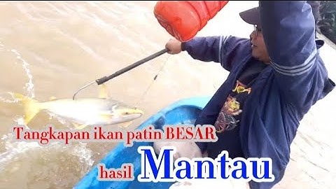 Teknik mancing ikan patin dengan cara mantau / banjur apung | Ahmad Ali Channel #18