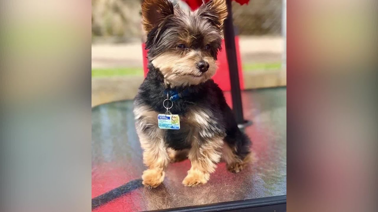 VIDEO NOW: Reward offered by owner of missing dog in Pawtucket