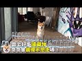【柴犬Nana(奈奈)】好多障礙物?!奈奈會裝傻不想走嗎?
