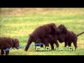 Irish Water Spaniel #01 - puppy love の動画、YouTube動画。