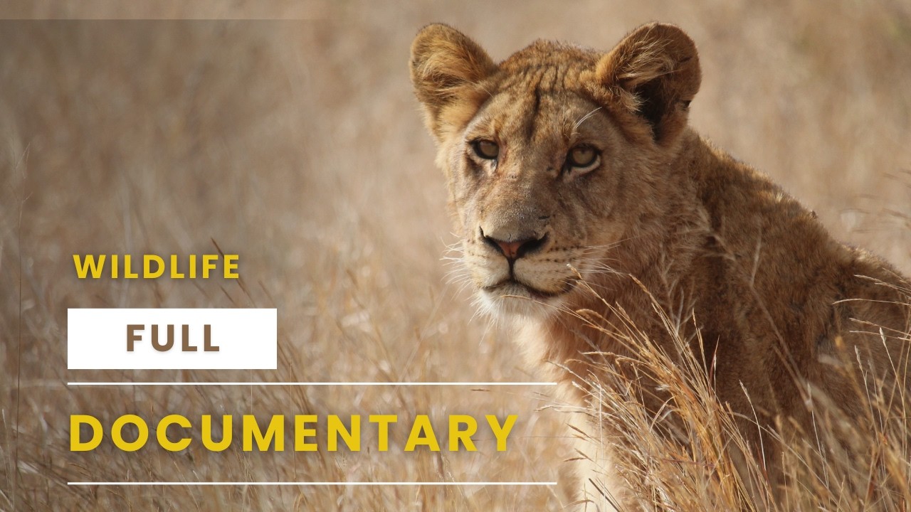 Wildlife Documentary The Wild Earth 🌍