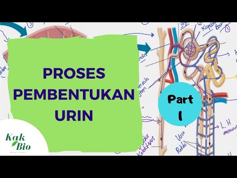 Video: Epitelium Dalam Air Kencing - Berapakah Kadar Epitelium Dalam Air Kencing?