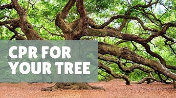 How to save a dying tree | Catherine Arensberg with Chris Francis
