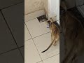 Percy - Cat full of love and naughty actions. #paws #purrs #lovelycat #funny #catlove #cute