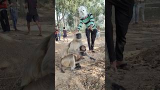 Maa Bandar Apne Baby Ko Kaise Bachati Hai