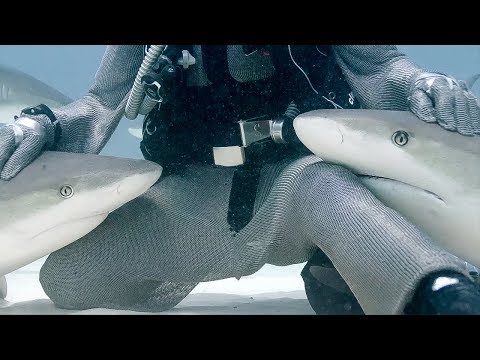 Petting Sharks like Dogs?! | Blue Planet Live | BBC Earth