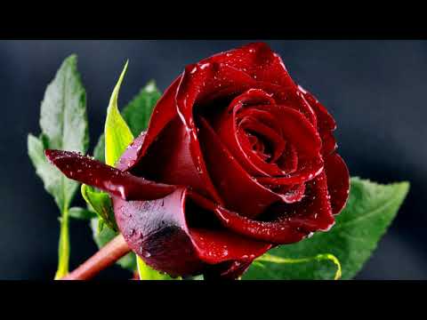 Картинка цветок Роза флора цветок цветение