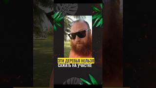 ЭТИ ДЕРЕВЬЯ НЕЛЬЗЯ САЖАТЬ НА ВАШЕМ УЧАСТКЕ