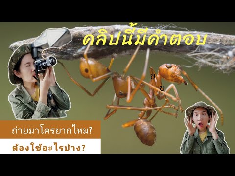 การถ่ายภาพมาโคร 2022 Update เปิดกระเป๋าช่างภาพสายมาโคร, #ถ่ายมาโคร #เตรียมตัวถ่ายมาโคร #มาโคร #อุปกรณ์ถ่ายมาโคร