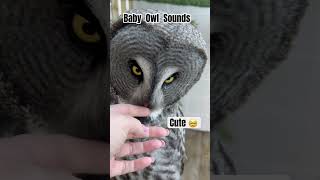 Baby Owl Sounds 🥹🦉🥰 #owl #birds #owlmammy #cute #love #asmr #animals #pets