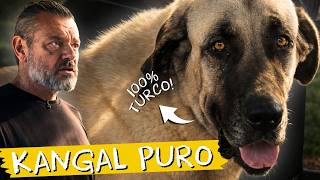 KANGAL, O CACHORRO PROTEGE REBANHO DE QUALQUER AMEAÇA 😳🐺