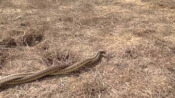Gopher snakes mating at Central Park, Huntington Beach