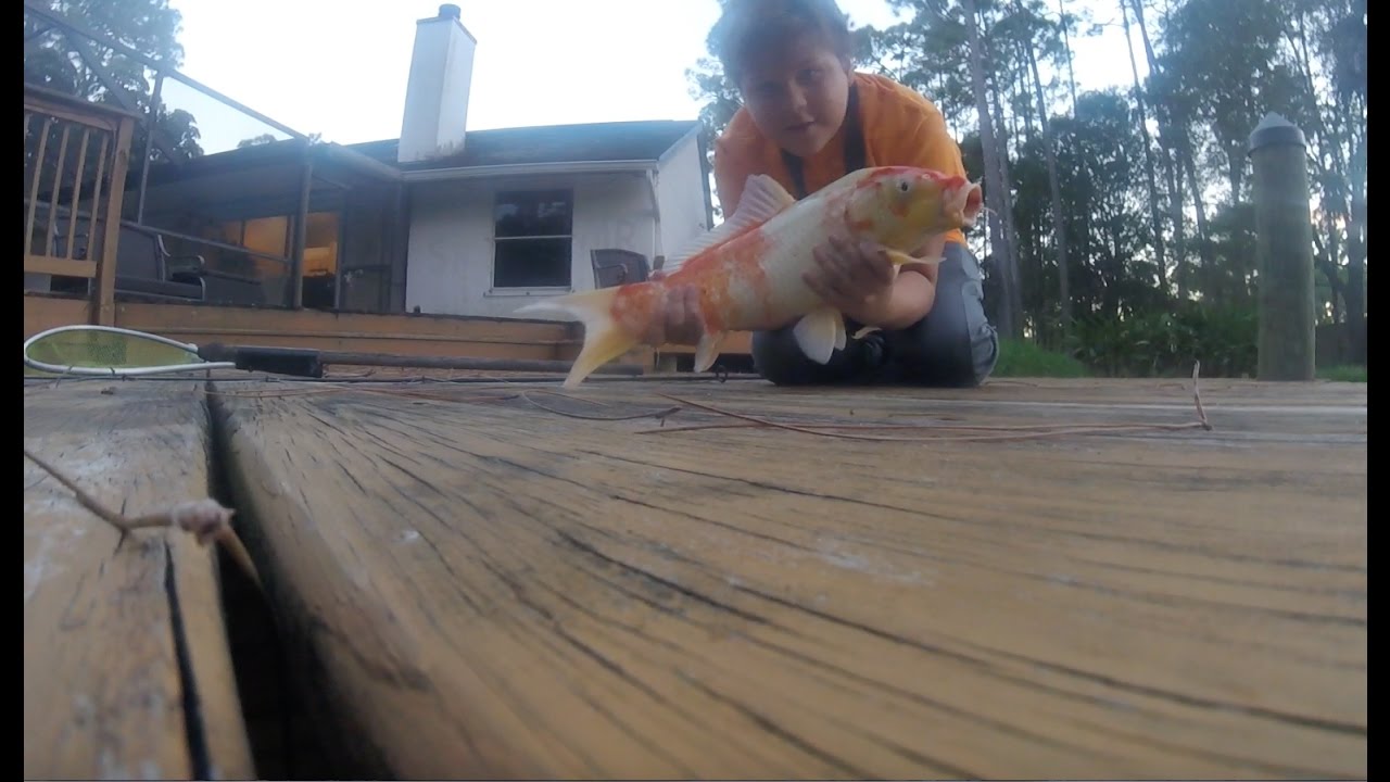 catching a huge koi in my pond!!! YouTube