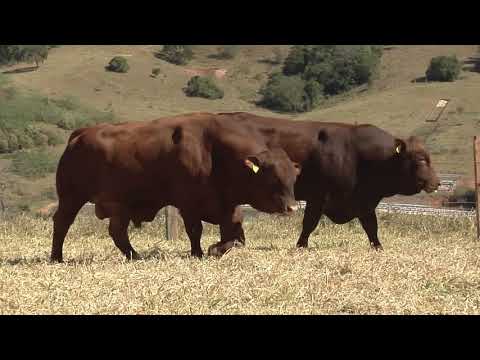 LOTE 132 CD 80 CD 126