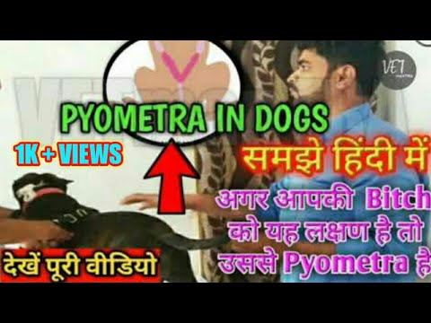 pyometra in dogs signs | uterine infection ( pyometra) | pyometra symptoms, diagnosis and treatment