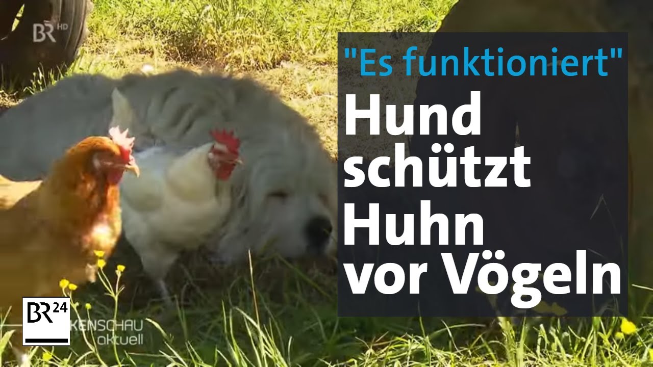 Such-Hund erschnüffelt Hund | So werden Suchhunde trainiert | BR