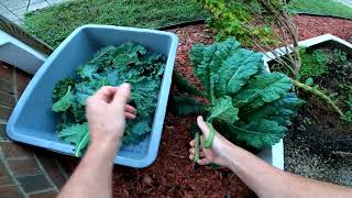 Prepper FALL GARDEN Grocery Store Food HAUL Kale Tomato Peppers
