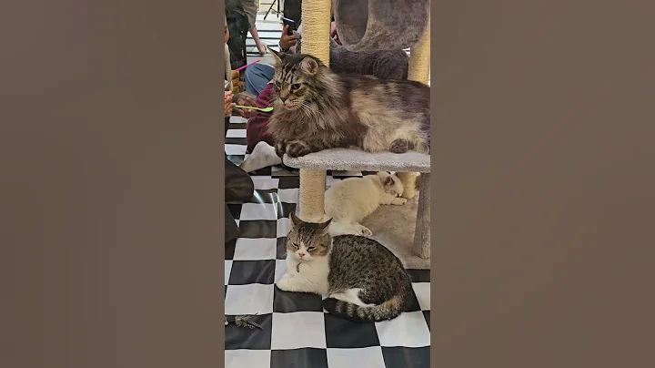 Watch the video about Feeding Mainecoon. BSH said why nobody feeds me? 😭 #mainecoon #cat #catlovers #kucing