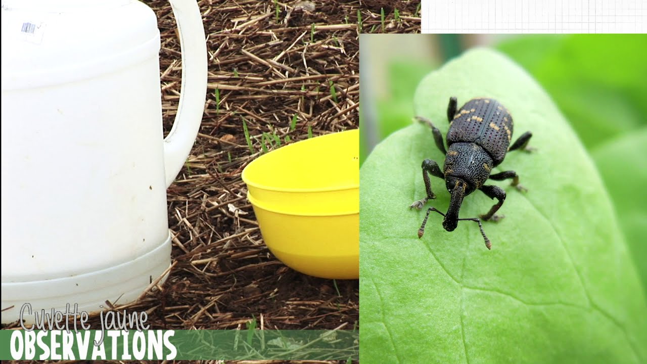 protocole cuvette jaune tutorial YouTube