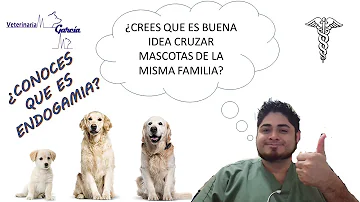 ¿Pueden dos perros del mismo padre criar madres diferentes?