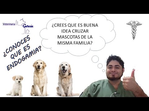 Video: Signos de obstrucción intestinal en perros