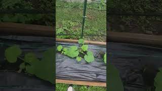 Pumpkin patch update part 4