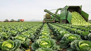 Inside U.S. Cabbage Farming: 1.9 Billion Pounds Harvested Each Year
