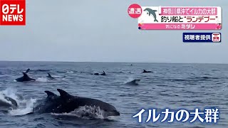イルカの大群…小田原沖で釣り船と遊ぶ？ （2020年12月15日放送「news every.」より）