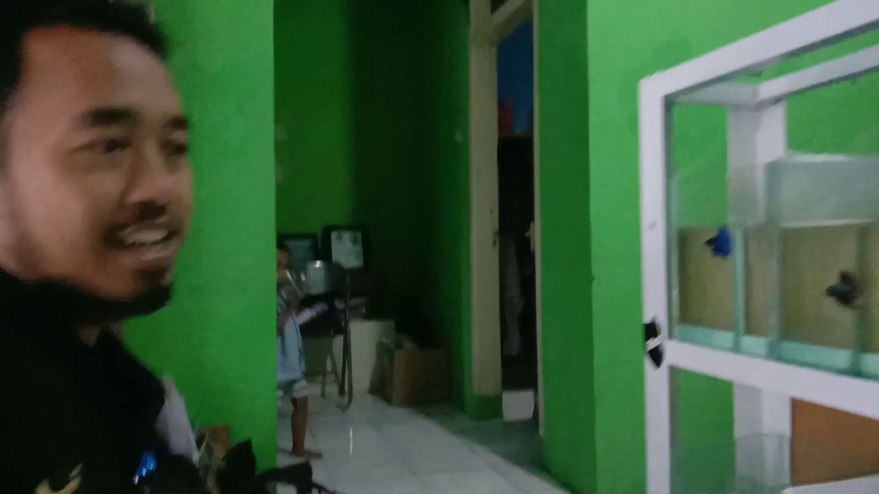 #Kutuairpakanikancupang. Sedia kutu air, pakan ikan cupang terbaik utuk