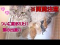 ※閲覧注意【子猫の出産シーン♡マンチカン短足のタマちゃん♡6匹兄妹】感動!!2020年5月最新ブリーダー情報!!『タマの日常Vol.7』猫の出産動画♡猫専門ブリーダー『ペット蔵人』動物チャンネル