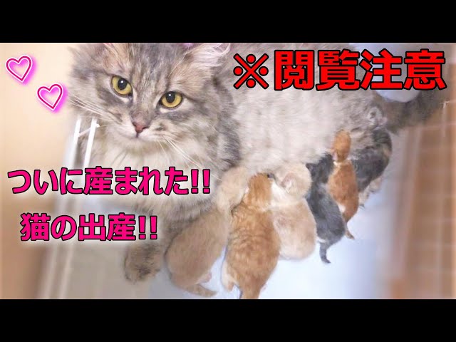 【misen2014 さま】ornament ୨୧ オレンジ 猫ちゃん mini misen2014 さま】ornament ୨୧ オレンジ 猫ちゃん mini