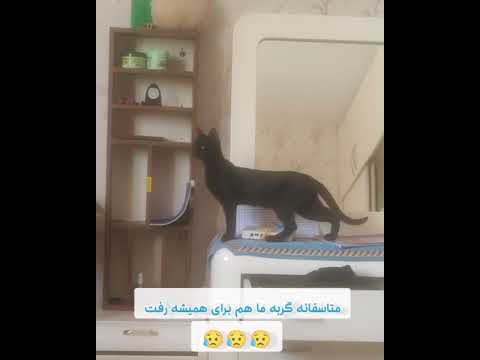 متاسفانه میشکا هم رفت از بین ما Cat سگ مهربون Cute Yourcat ترس Funny گربه گربه ها