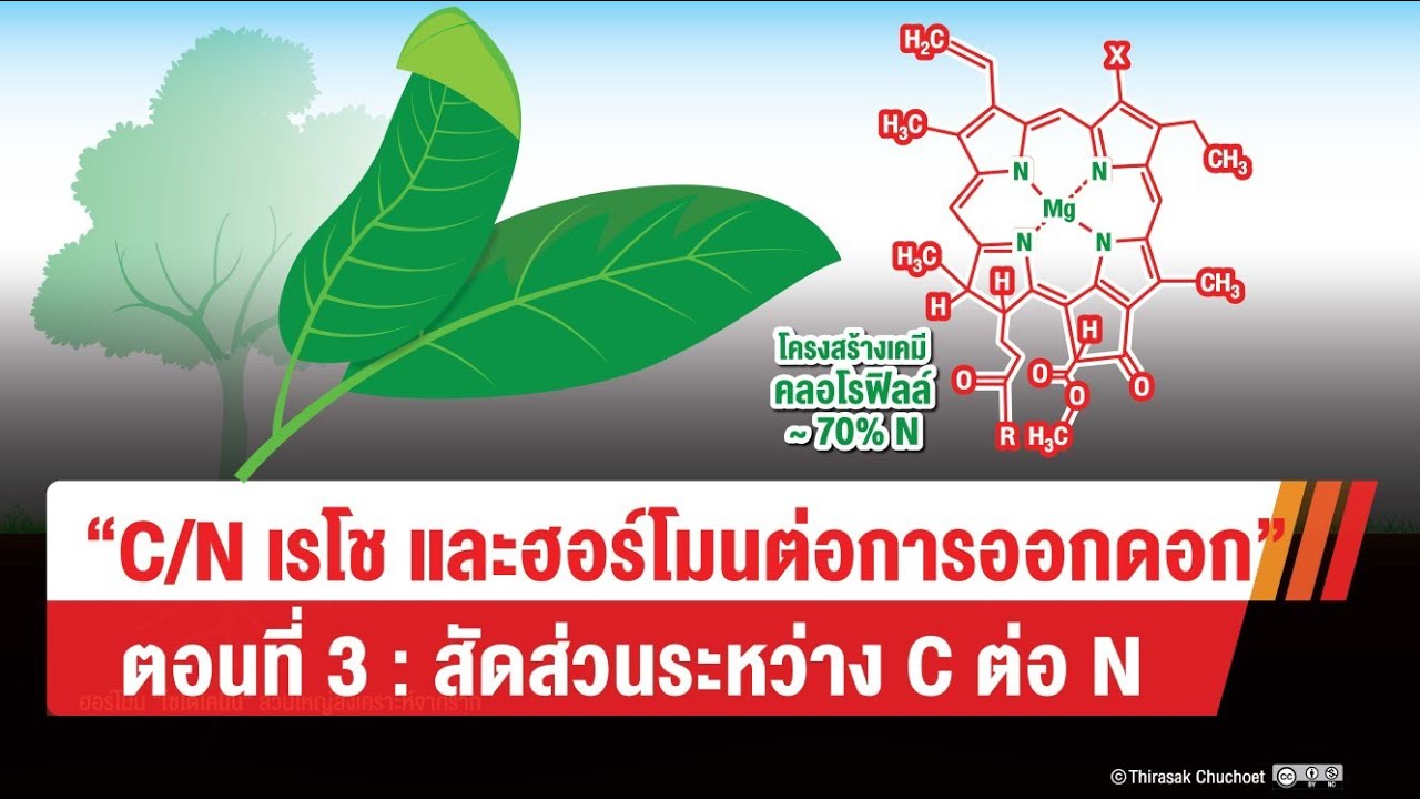 Ep.3 : C/N​ เรโช​ และฮอร์โมนต่อการออกดอกของไม้ผล​