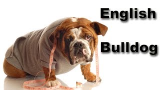 English Bulldog كلب البولدوج