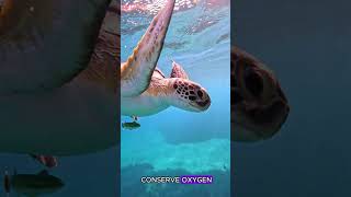 5 Shocking Things About Sea Turtles That Will Change Your Mind