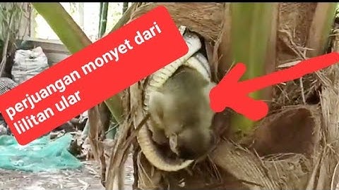 perjuangan monyet dari lilitan ular😭😭