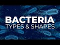 BACTERIA TYPES AND SHAPES