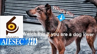 A small gift to man's best friend | Yatri | Nepal | HD