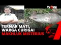 Ratusan Ternak Mati Tercabik-cabik, Warga Curigai Makhluk Misterius | tvOne