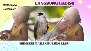 Memberi Makan Burung Liar Di Alam Langsung Habis Pisangnya
